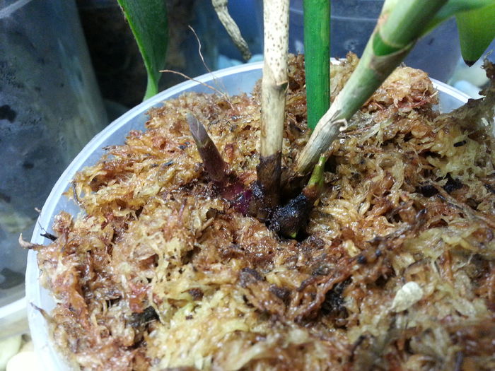 20140707_202644; Evolutie epi rene m
