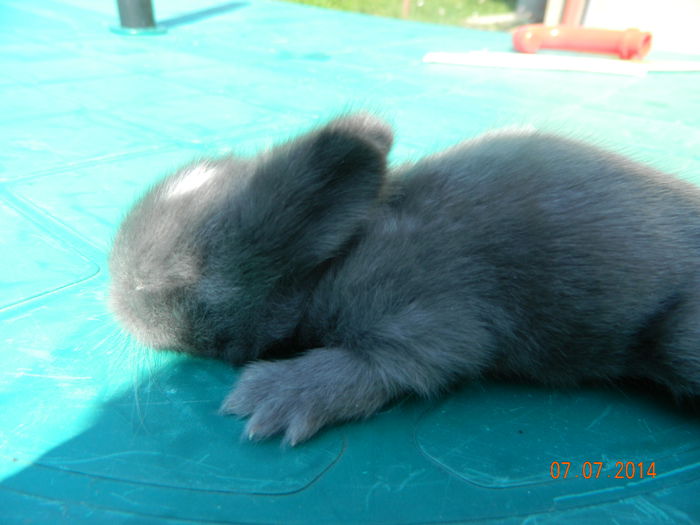 Picture 218 - iepuri angora