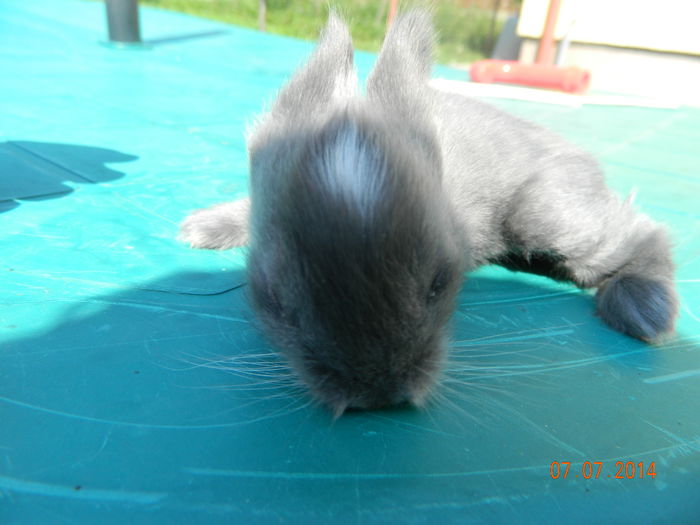 Picture 219 - iepuri angora