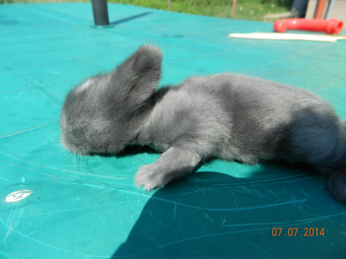 Picture 220 - iepuri angora