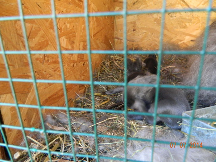 Picture 223 - iepuri angora