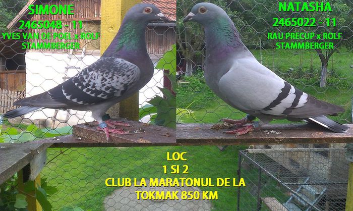 Loc 1 si 2 TOKMAK 1 - TOKMAK 1 850 Km