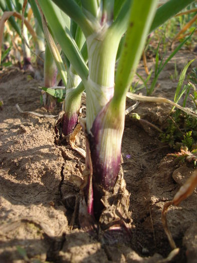 Ceapa roşie; 7 iulie 2014
