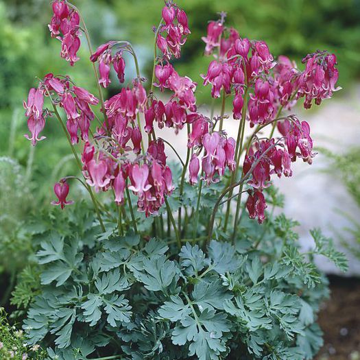 Dicentra formosa