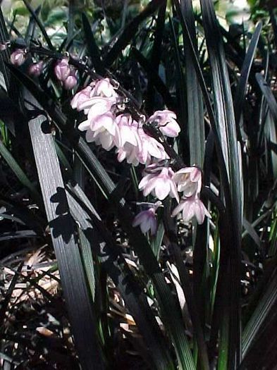 Ophiopogon planiscapus 'Nigrescens' - Alte dorinte