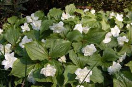Trillium grandiflorum „ Flore Pleno”