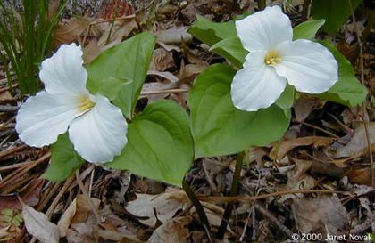 Trillium grandiflorum - Alte dorinte