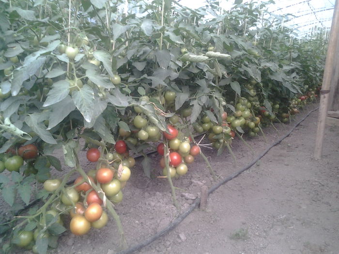 010 - Tomate-iunie 2014