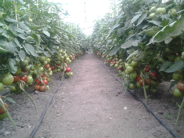 016 - Tomate-iunie 2014