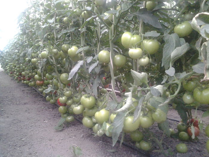 018 - Tomate-iunie 2014