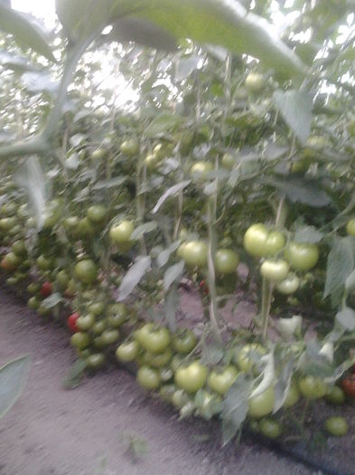 022 - Tomate-iunie 2014