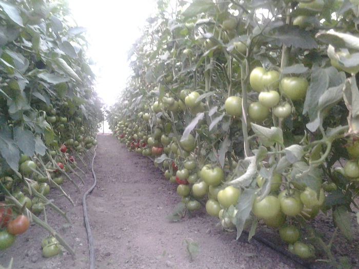 024 - Tomate-iunie 2014