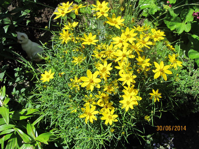 IMG_3376 - 08-O minunatie de floare-Coreopsis Zagreb