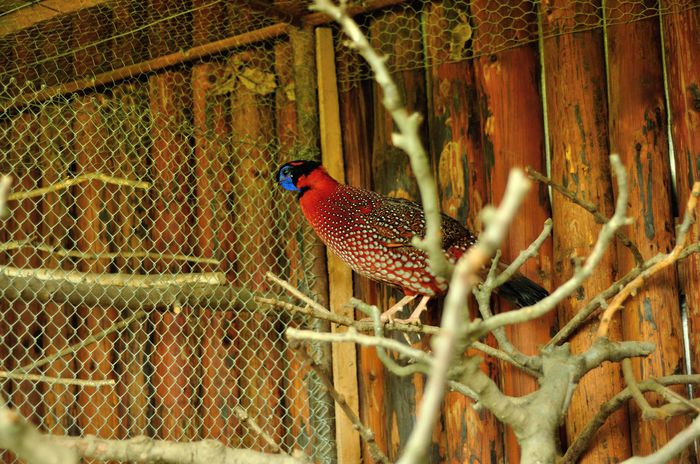 tragopan 472