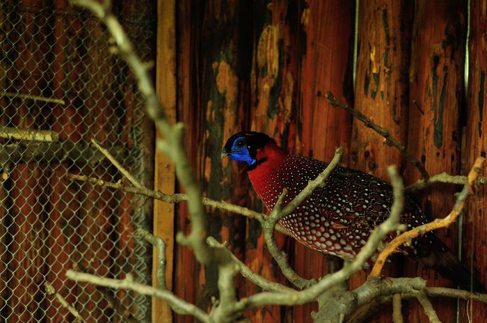 tragopan 482