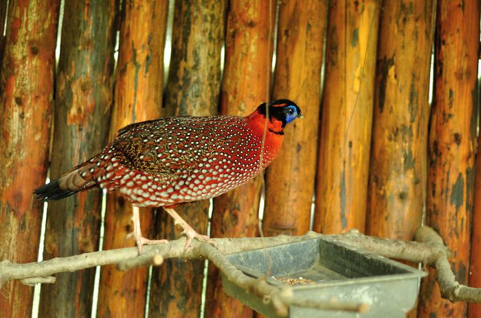 Tragopan_8476