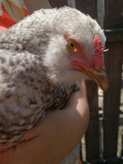 10421559_10203502474137549_6406355303762405508_n