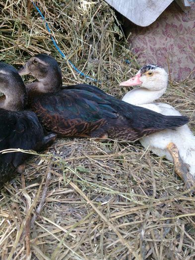 10420038_10203502547659387_3187519921405947425_n