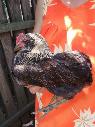 10464077_10203502471777490_7355546601650460341_n