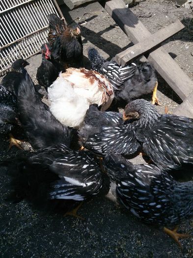 10537152_10203502449296928_2628543925785618568_n