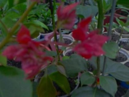 Fotografie1701 - Hibiscusi si Bougainvillea