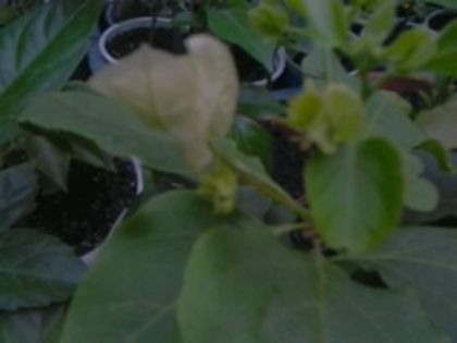 Fotografie1702 - Hibiscusi si Bougainvillea