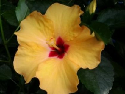 Fotografie1709 - Hibiscusi si Bougainvillea