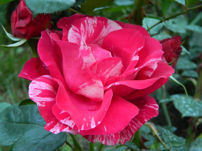 DSCN5274 - trandafiri 2014