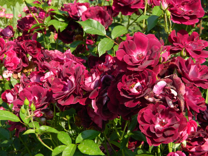 Burgundy Ice - trandafiri 2014