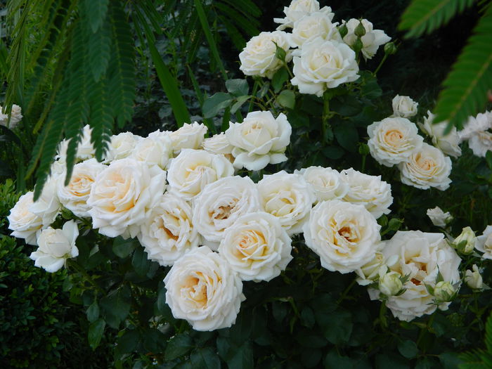 Garden Of Roses - trandafiri 2014