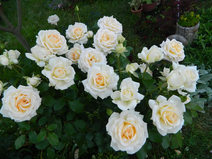 Garden Of Roses - trandafiri 2014