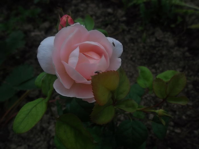 queen of sweden - multumesc, Nina! - trandafiri austin