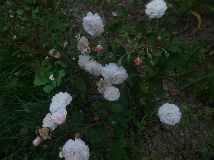 little white pet - trandafiri austin