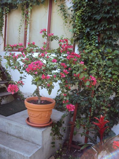 DSC09997 - Bougainvillea- un nou sezon