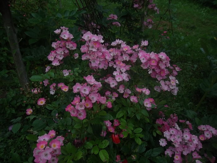 - trandafiri kordes