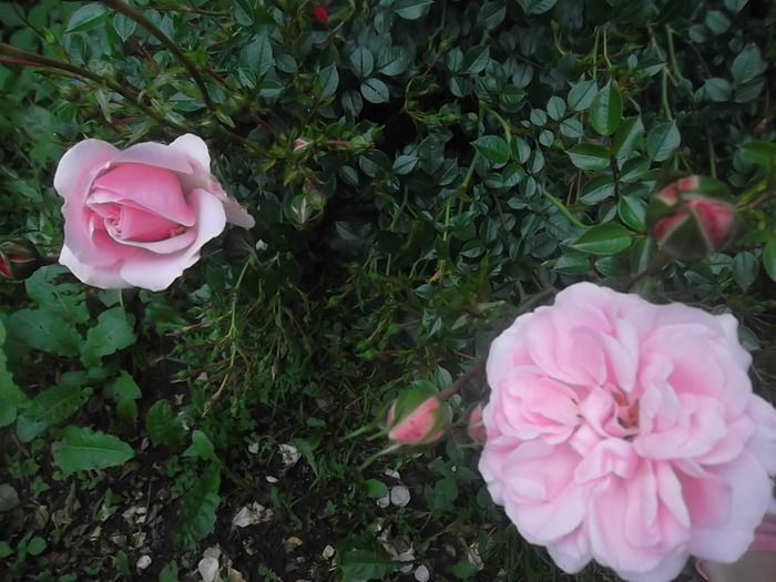home and garden - trandafiri kordes