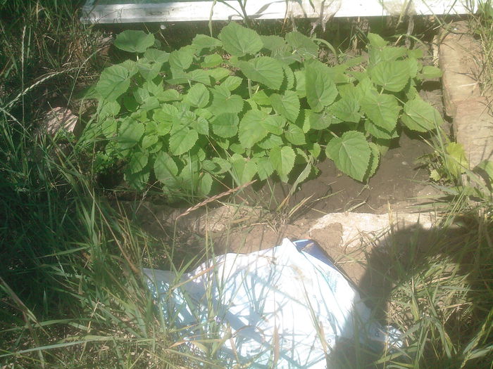 paulownia - paulownia tomentosa