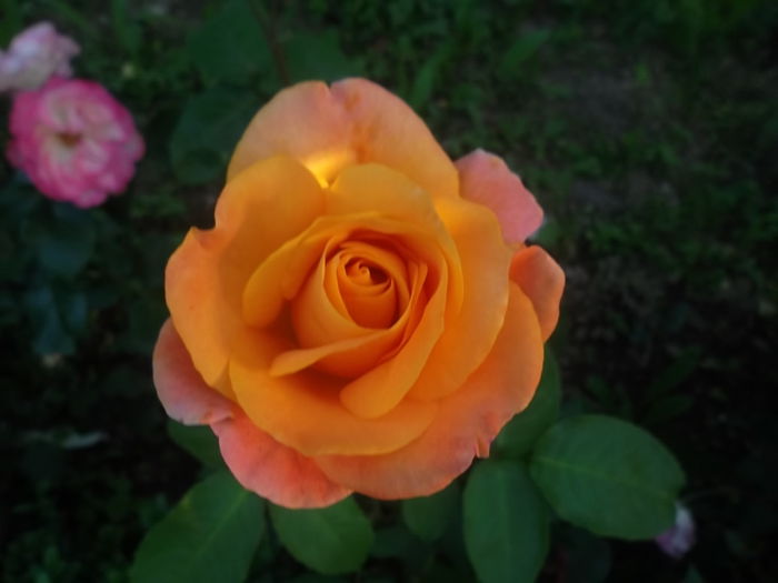 remy martin - trandafiri 2014