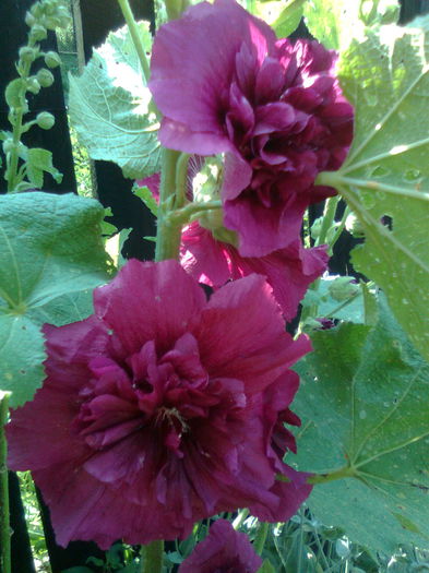 DOC POZE 035 - A___PRIMAVARA-VARA 2014