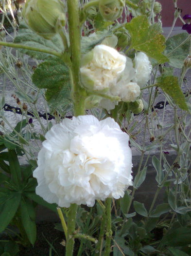 DOC POZE 014 - A___PRIMAVARA-VARA 2014