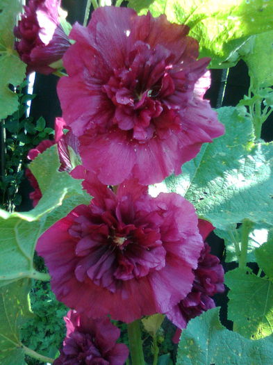 DOC POZE 036 - A___PRIMAVARA-VARA 2014