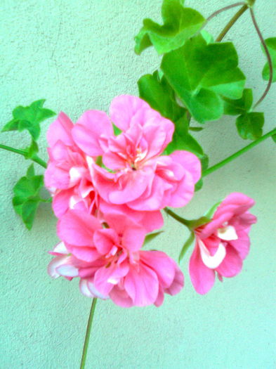 DOC POZE 017 - A___PRIMAVARA-VARA 2014