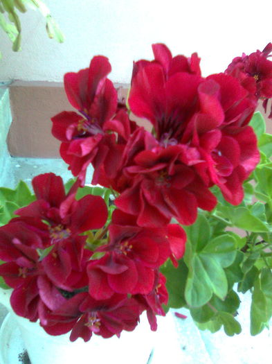 DOC POZE 018 - A___PRIMAVARA-VARA 2014