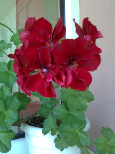 DOC POZE 020 - A___PRIMAVARA-VARA 2014