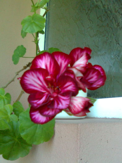 DOC POZE 021 - A___PRIMAVARA-VARA 2014