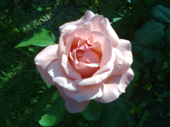 DOC POZE 037 - A___PRIMAVARA-VARA 2014