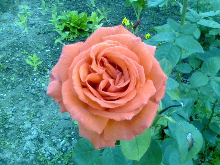 DOC POZE 013 - A___PRIMAVARA-VARA 2014