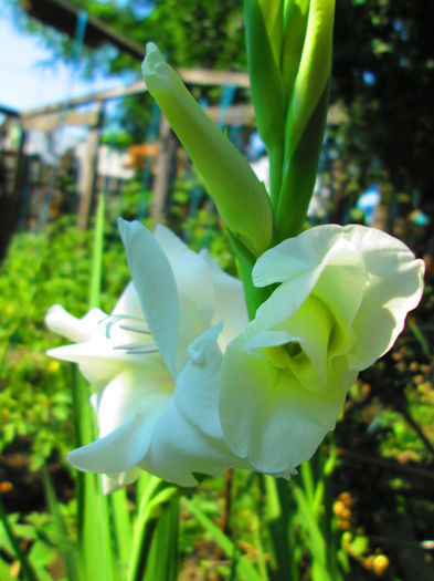 IMG_1120 - GLADIOLE 2014