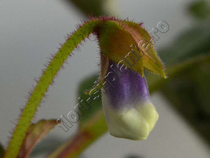 Sinningia Carangola - GLOXINIA _ SINNINGIA__NEWS 2014