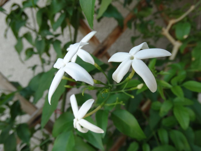 DSC00789 - Jasminum